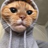 ToQer